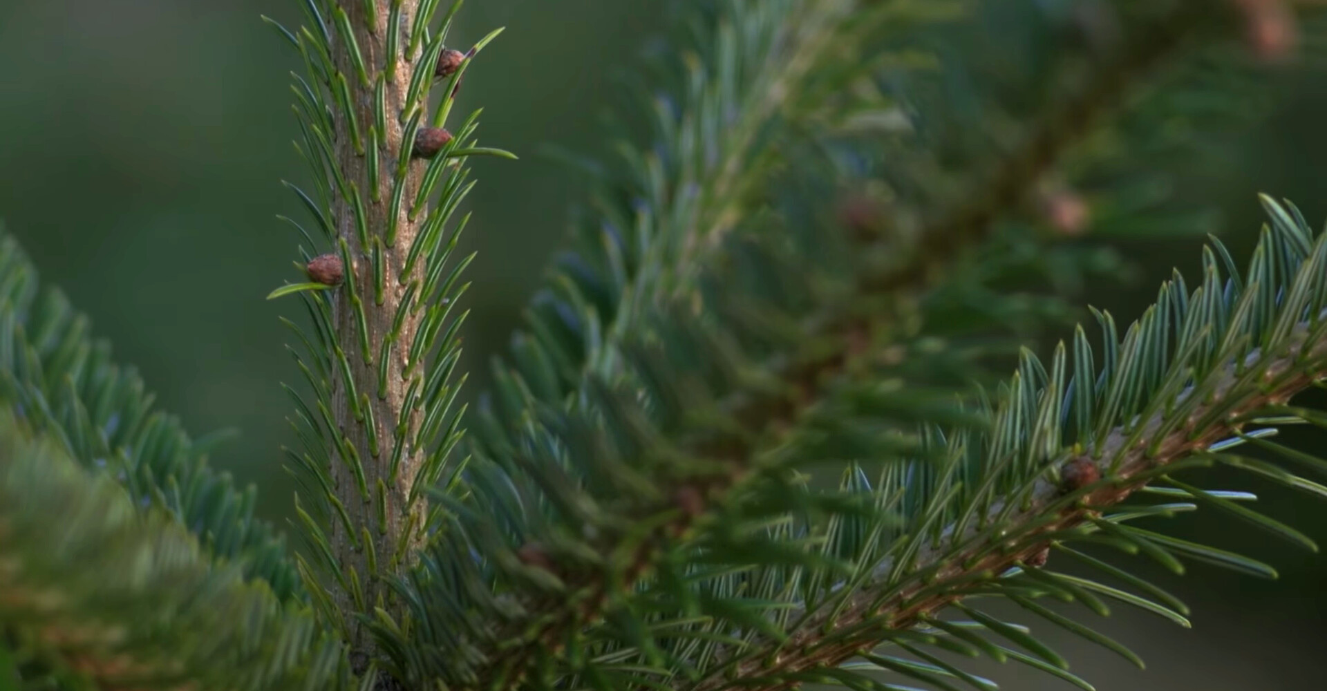 The most beautiful Nordmann Christmas trees in Brussels