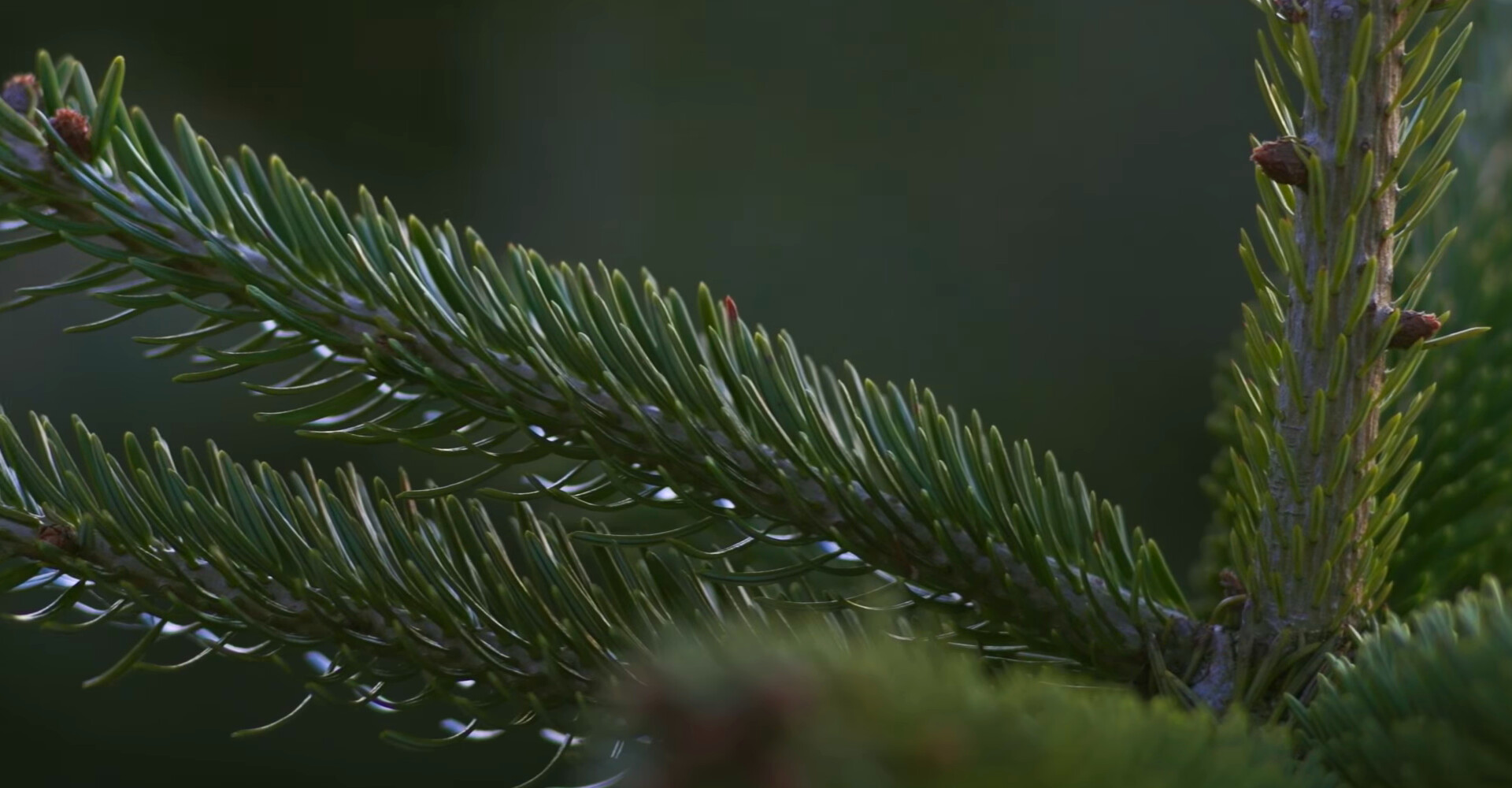 The most beautiful Nordmann Christmas trees in Brussels